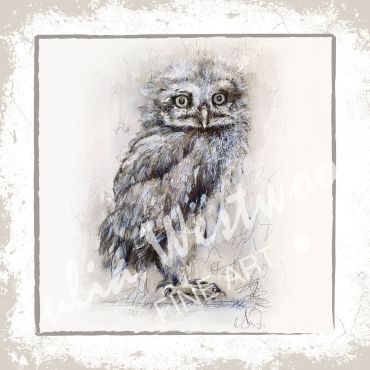 Owl - Greeting Card