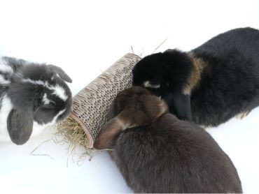 Shred-a-Log; great for bunny chewing fun!