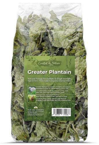 Greater Plantain - Limited Edition