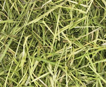 Readigrass - a lovely aromatic pure dried grass