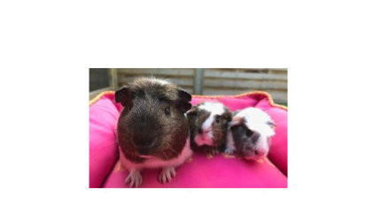 Guinea Pig Rescue and Rehome