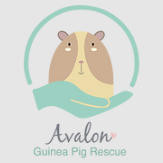 Avalon Guinea Pig Rescue