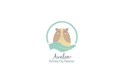 Avalon Guinea Pig Rescue