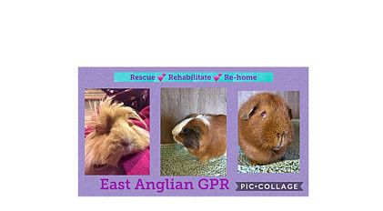 East Anglian Guinea Pig Rescue
