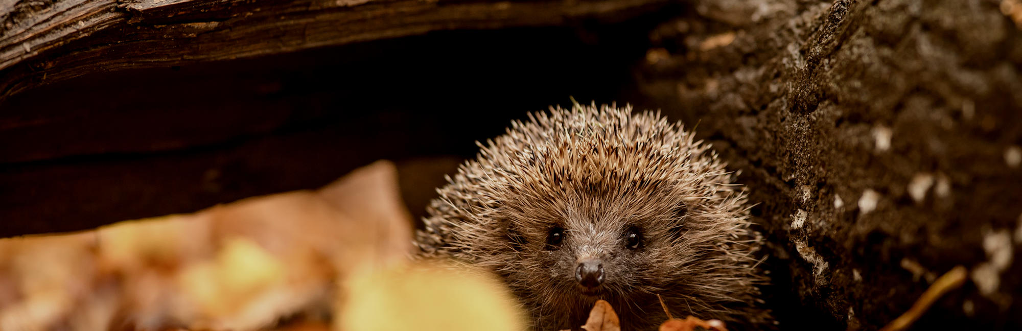 Caring for hedgehogs in your garden 