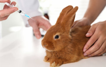 Rabbit taking a vaccine injection