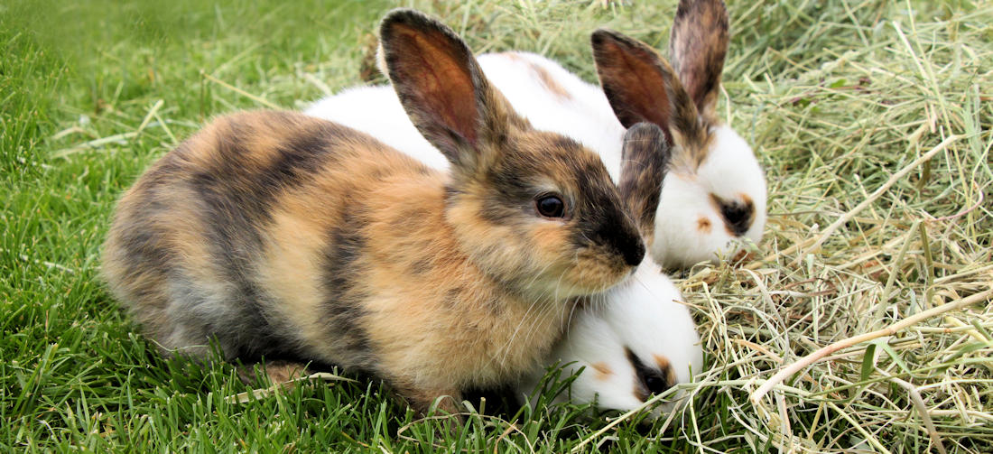 Rabbits Eating Hay and grass. The Hay Experts maintain, in rabbit world hay is the main food for digestive and dental health, and hay is vital for rabbit health wellbeing.