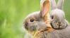Rabbit Companionship & Bonding