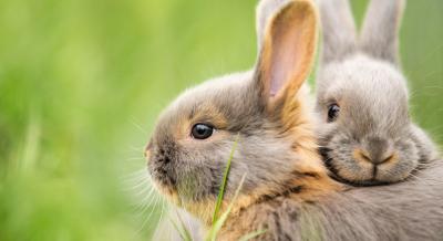 Rabbit Companionship & Bonding