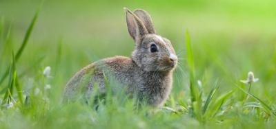 Healthy Tips For Caring For Your Rabbit This Spring