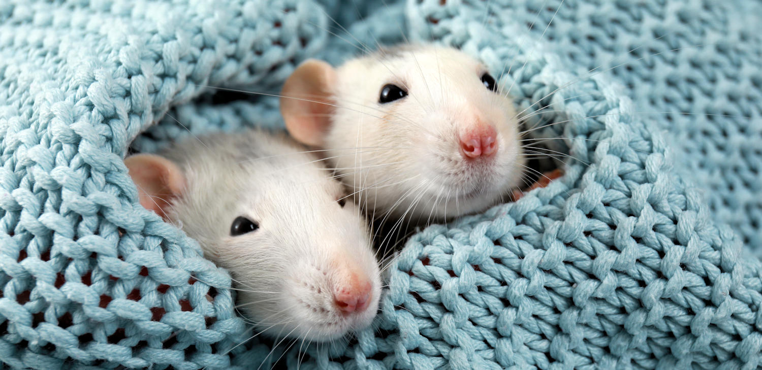 World Rat Day: Clever & Cute!