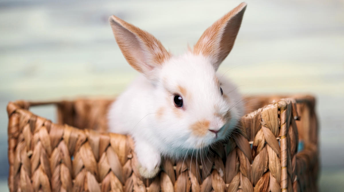10 Must-Have Bunny Supplies for the New Rabbit Owner