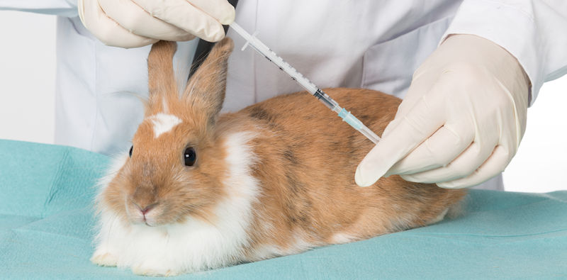 Rabbit Vaccinations - The Hay Experts Guide