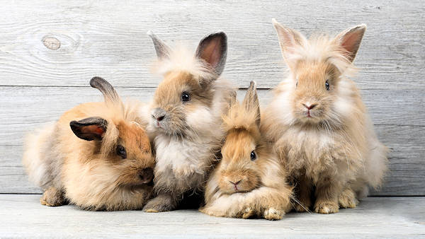 Some rabbits have more fur than others!