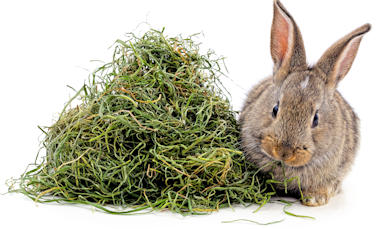 Rabbit next to big pile of fresh hay