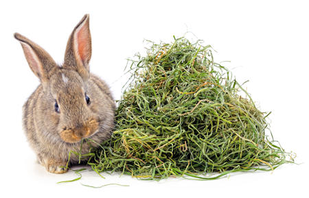 Rabbits should eat a pile of hay the same size as themselves daily