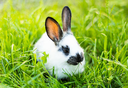 Rabbit eating new seaon fresh grass