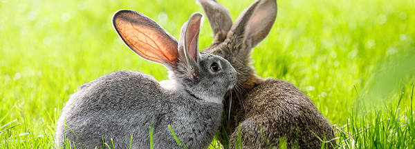 Rabbits socially groom to endorse their bond and companionship